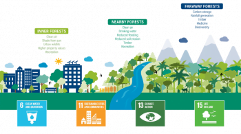 forests-value-cities-sdg-goals_0