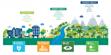 forests-value-cities-sdg-goals_0